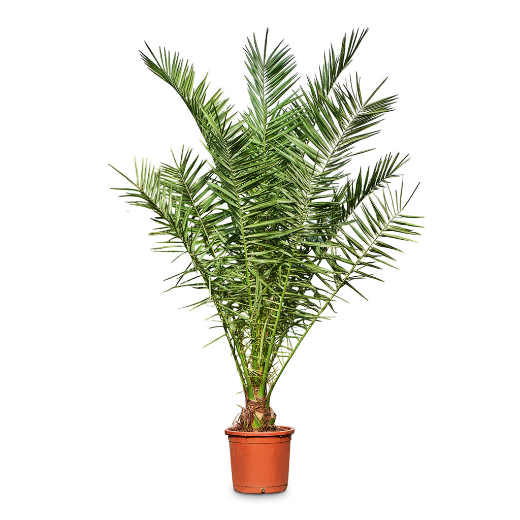 Phoenix canariensis 30x180cm