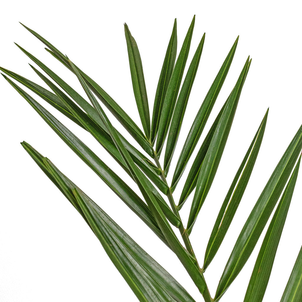 Phoenix canariensis - Canary Island Date Palm Foliage