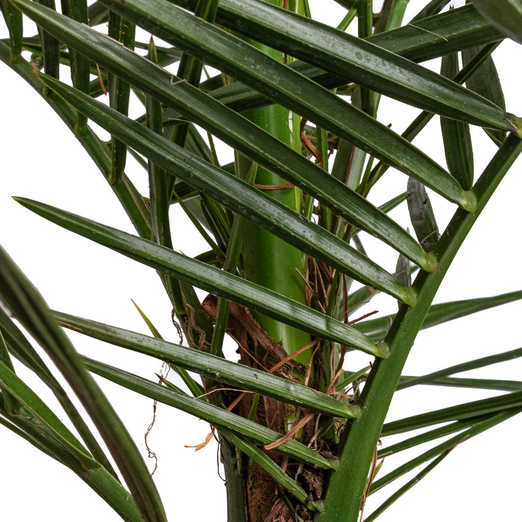 Phoenix canariensis - Canary Island Date Palm Stems