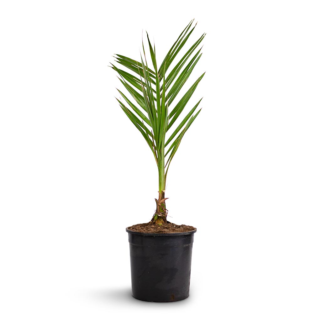 Phoenix canariensis - Canary Island Date Palm - 14 x 60cm