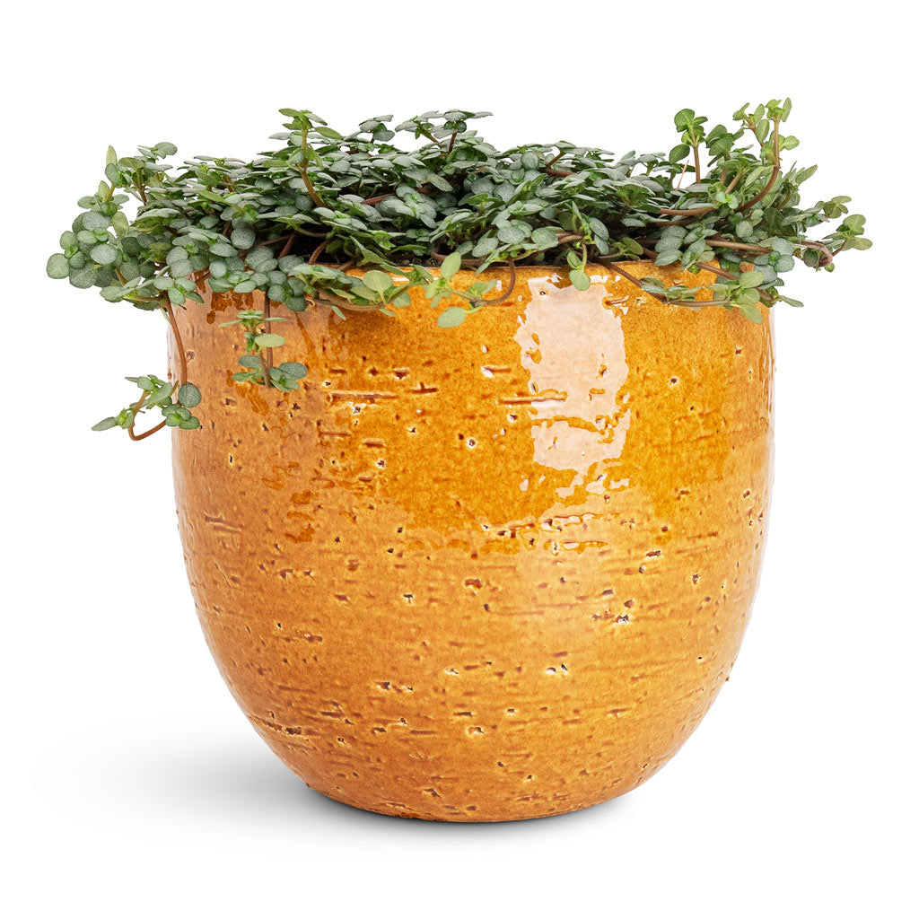 Pilea glaucophylla Greyzy Silver Sparkles - 12x20cm In Jolin Pot Ochre - 14x13cm