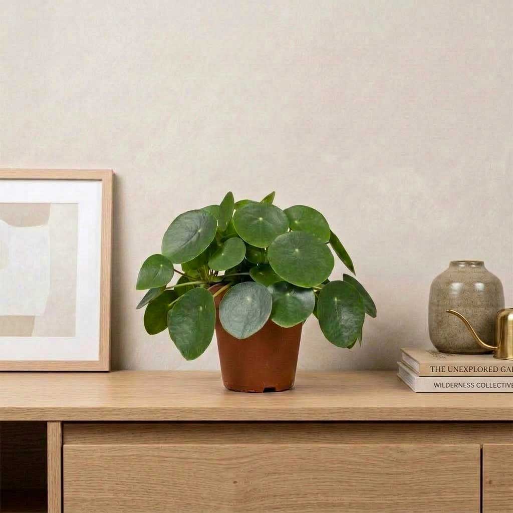 Pilea peperomioides - 12 x 25cm