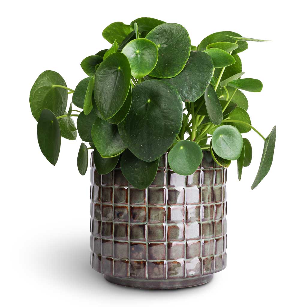 Pilea peperomioides - Chinese Money Plant &amp; Stian Plant Pot - Moss Green
