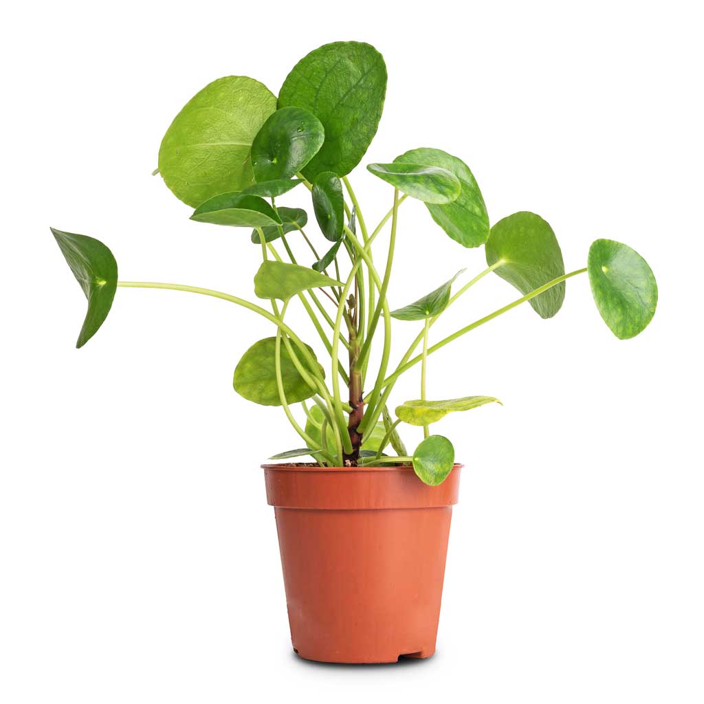 Pilea peperomioides - Chinese Money Plant - 13 x 25cm Stemmed