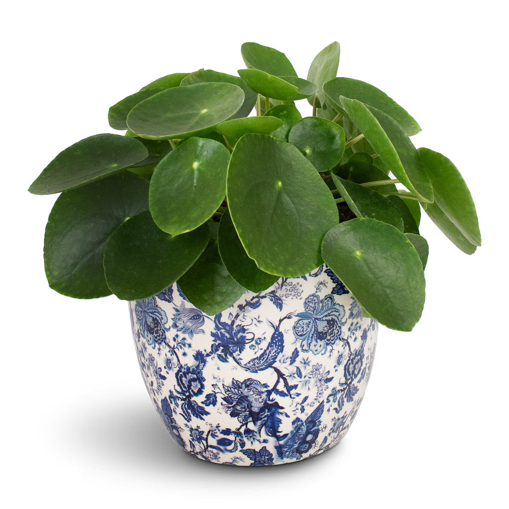 Pilea peperomioides - Chinese Money Plant & Monza Plant Pot - Vintage Blue