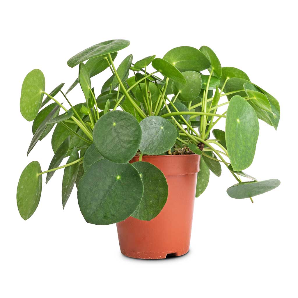 Pilea peperomioides - Chinese Money Plant - 15 x 25cm