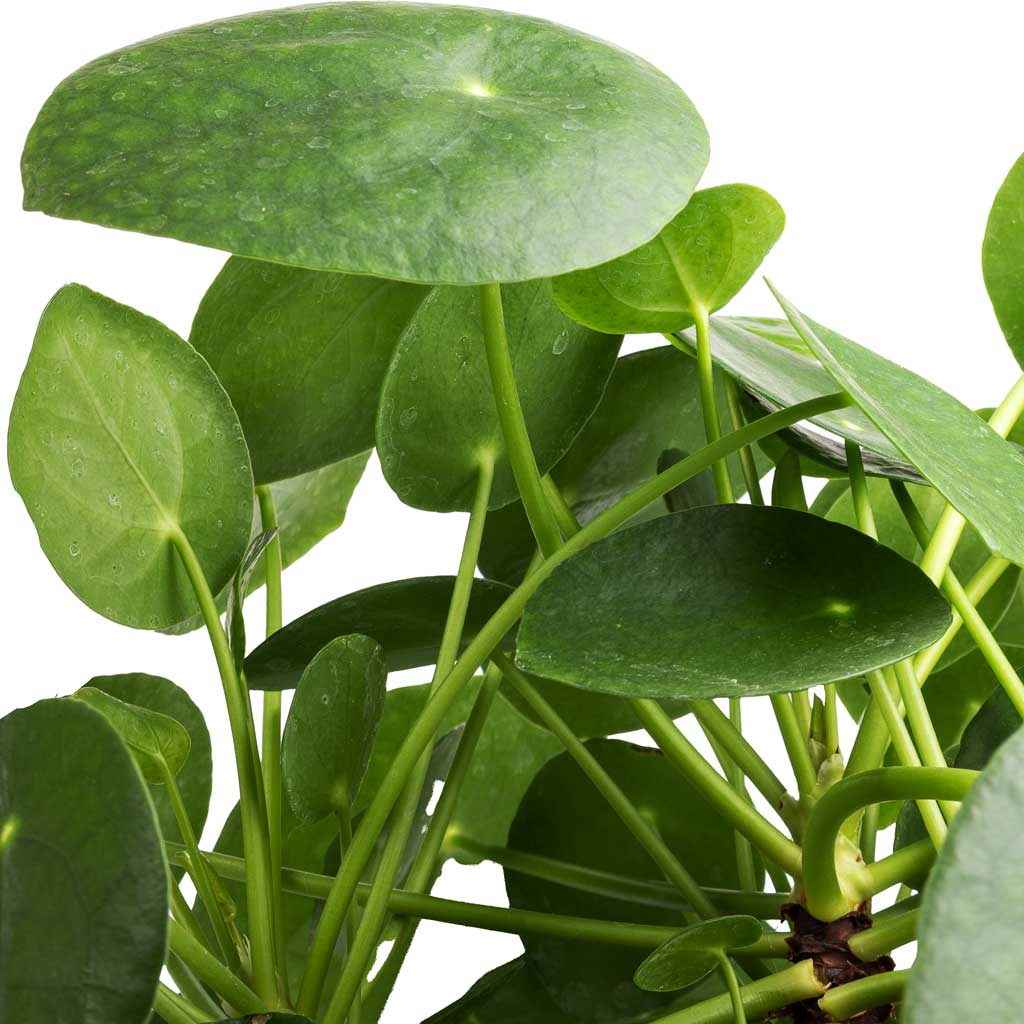 Pilea peperomioides - Chinese Money Plant - Leaves