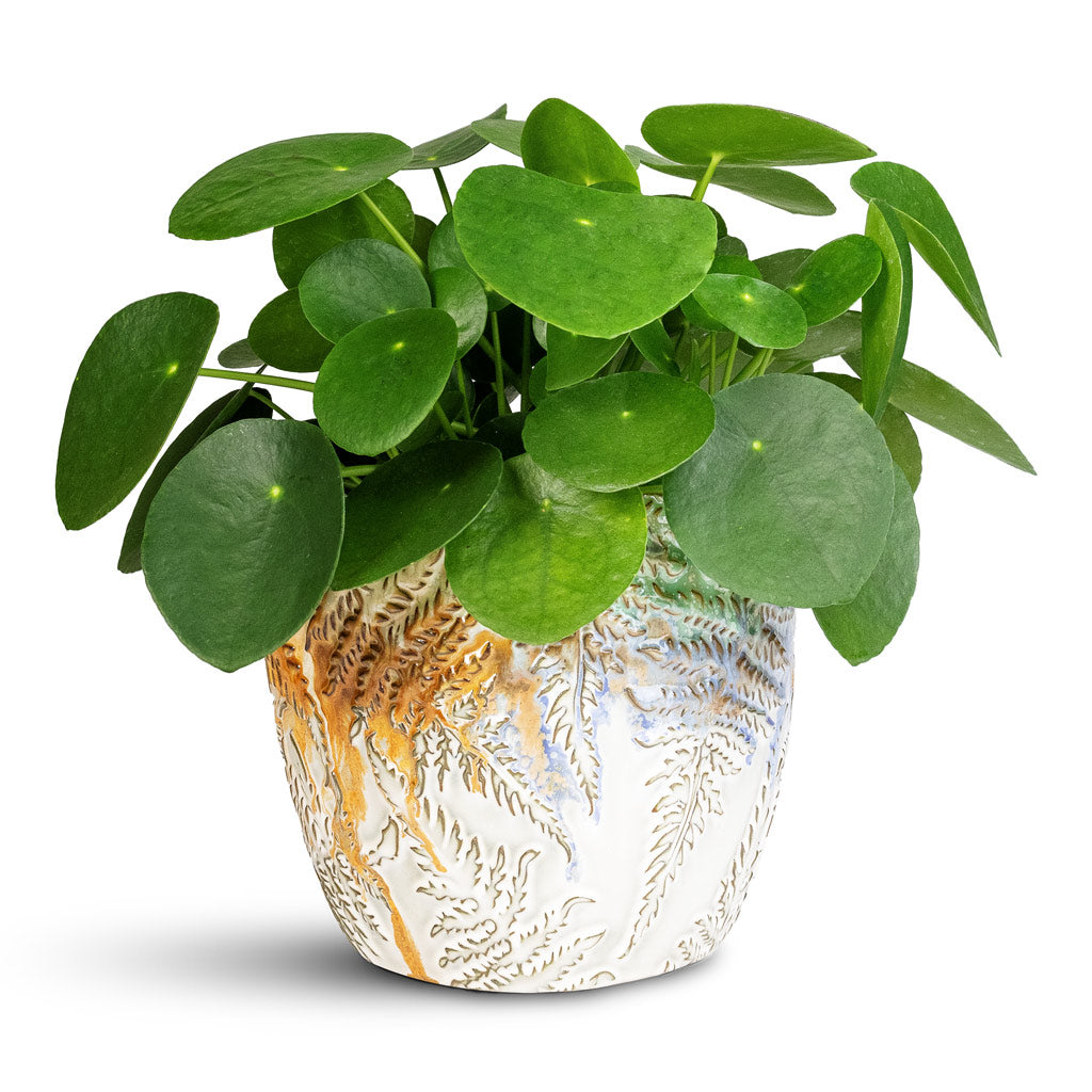 Pilea peperomioides Houseplant 15x25cm Fern Plant Pot Camouflage 18x17cm