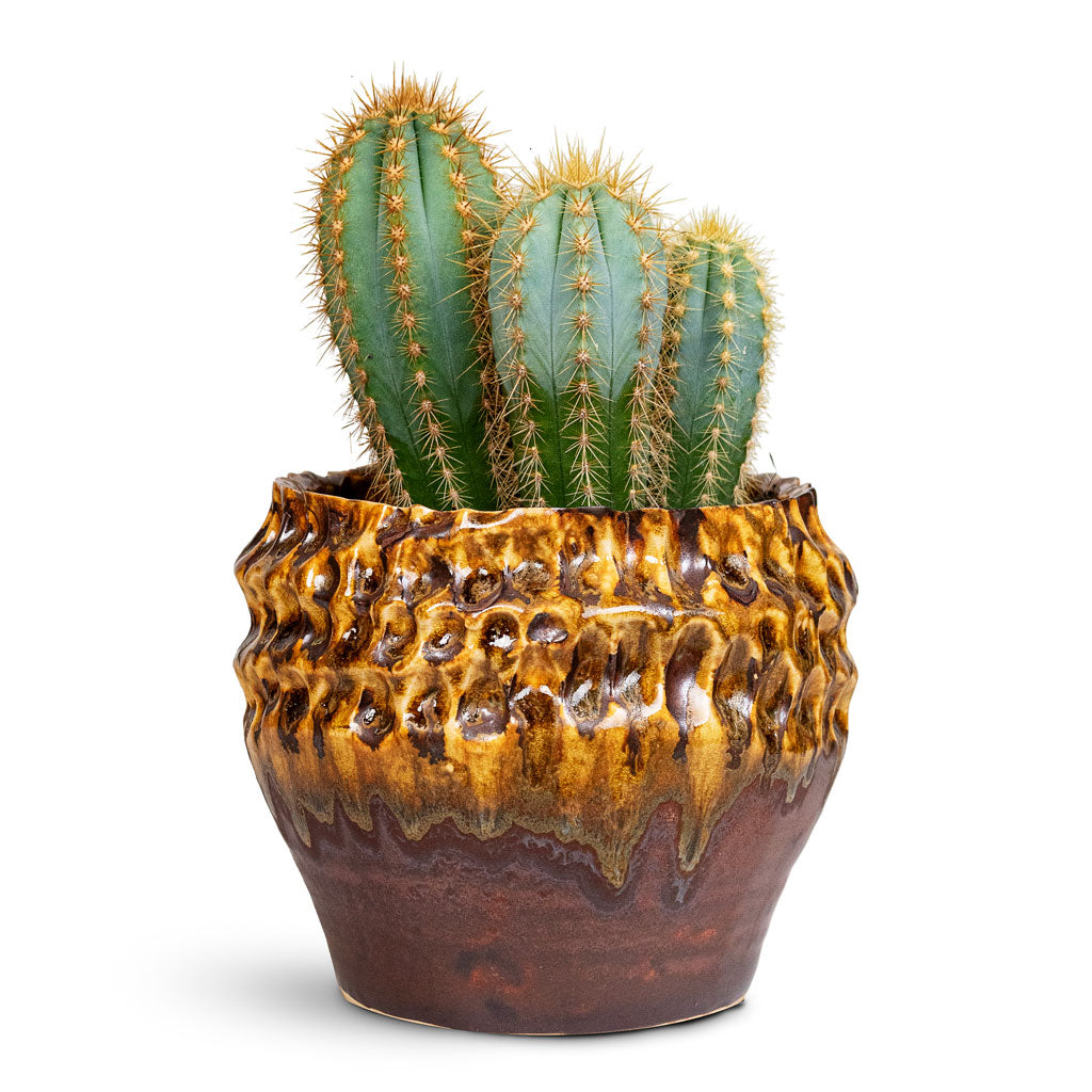 Pilocereus pachycladus azureus 10.5x15cm House Plant in Deb Pot Savannah 15x13cm