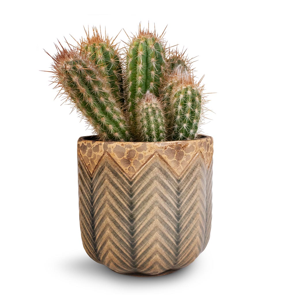 Pilosocereus gounellei - Xique-Xique Cactus & Cecil Plant Pot - Taupe