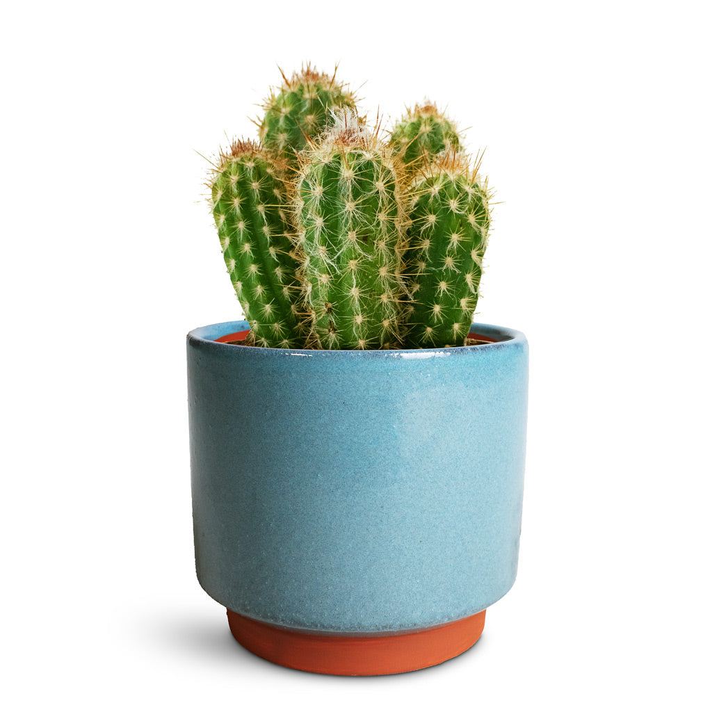 Pilosocereus gounellei Xique Xique Cactus 10.5x20cm house plant in Malibu Plant Pot Blue 14x13cm