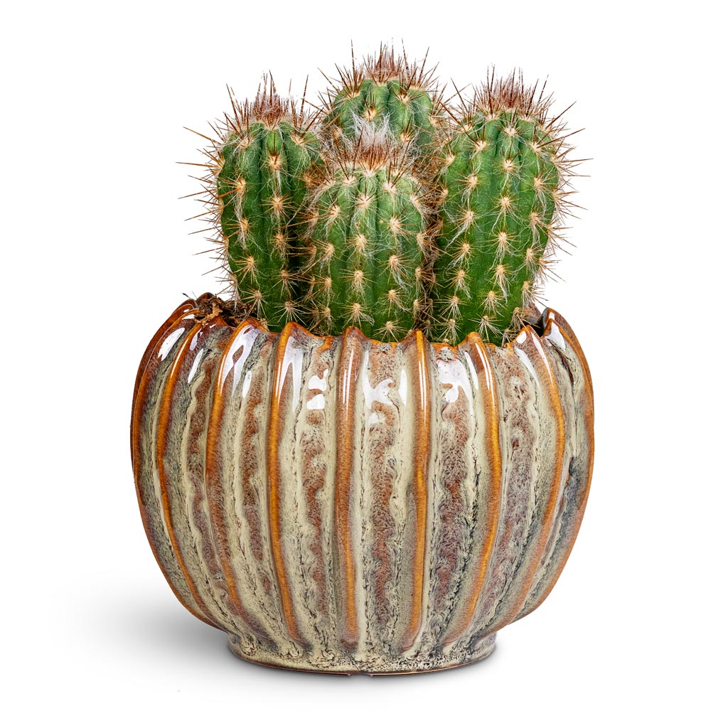 Pilosocereus gounellei Xique Xique Cactus 10x15cm House Plant in Cassie Pot Mint 14x11cm