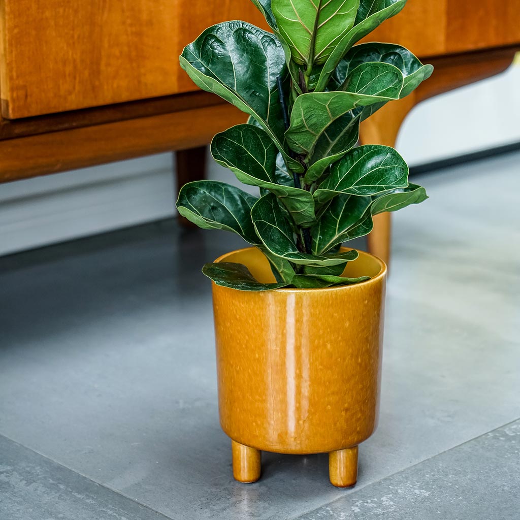 Pisa Plant Pot - Mustard & Ficus Lyrata Bambino
