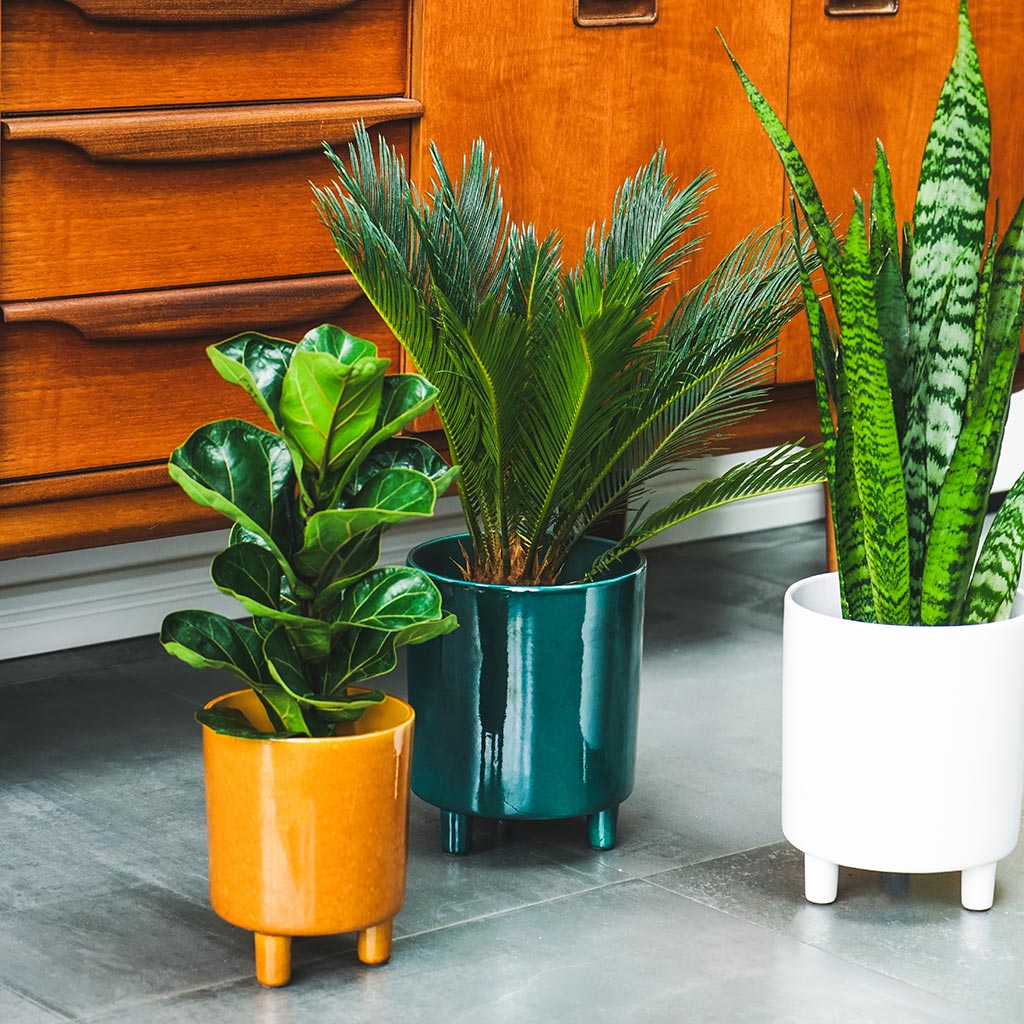 Pisa Plant Pot - Mustard & White & Emerald