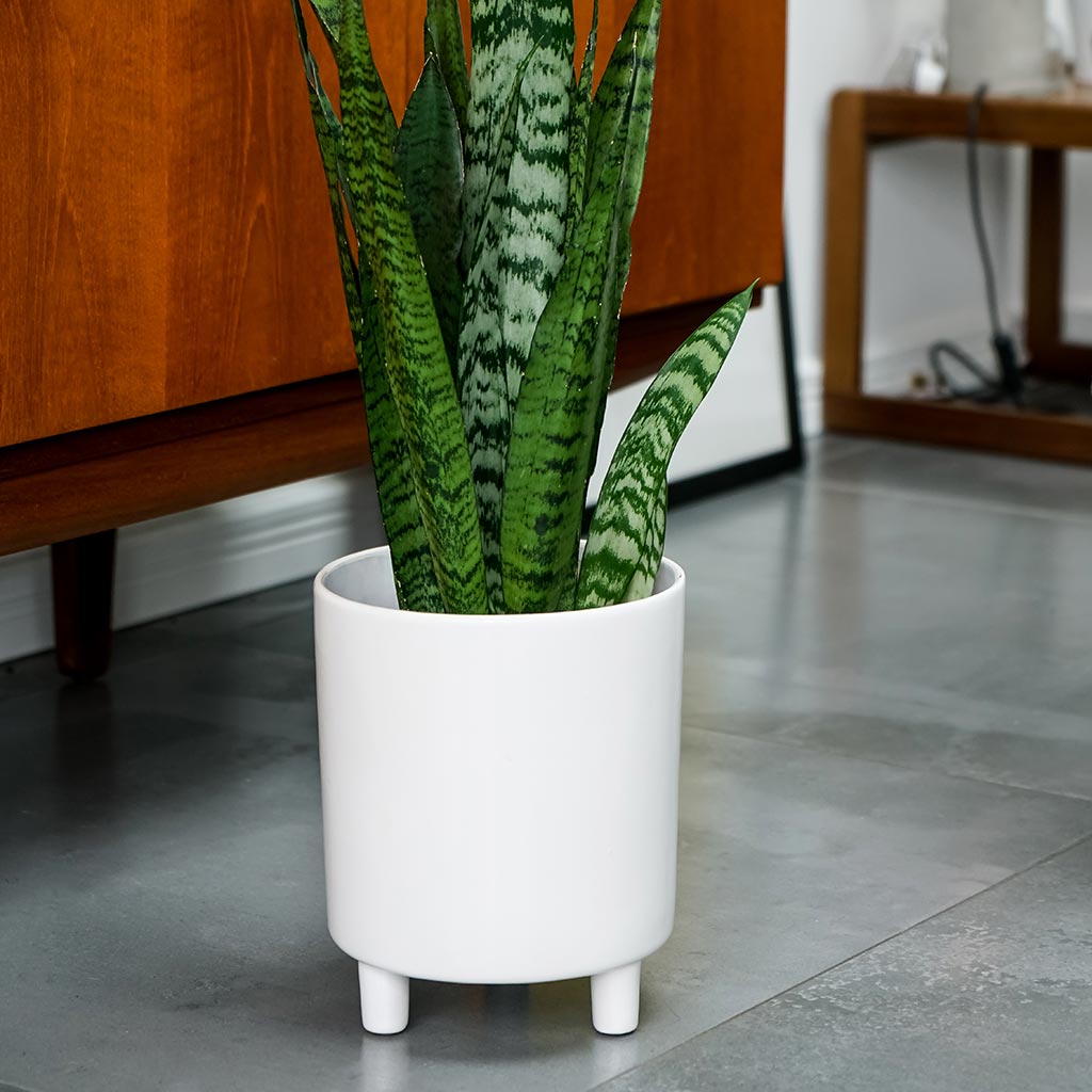 Pisa Plant Pot - White & Sansveria