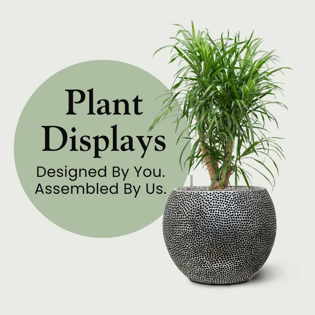 Plant Displays