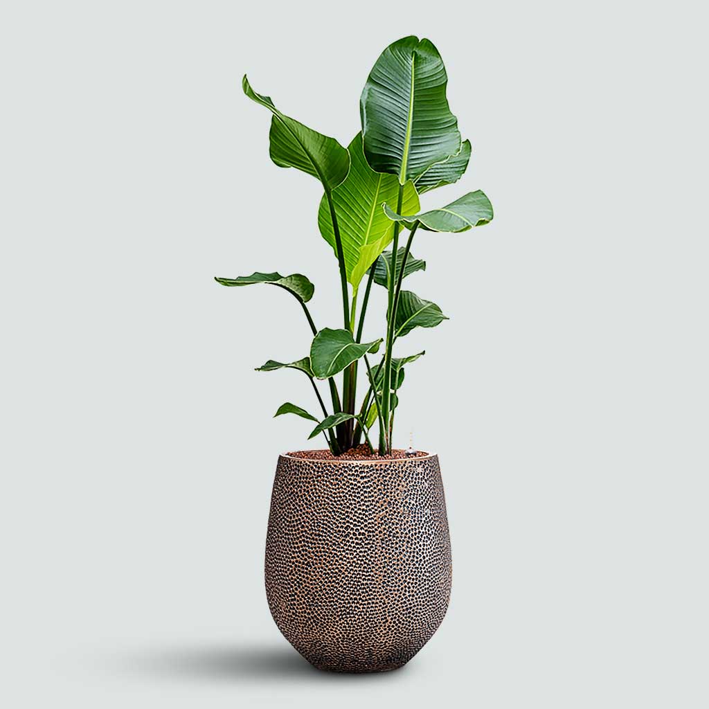 Plant Displays - Ready Assembled Greenery