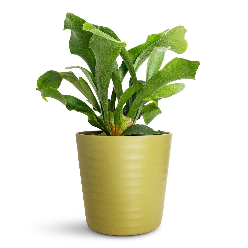 Platycerium bifurcatum Common Staghorn Oslo Pot Olive