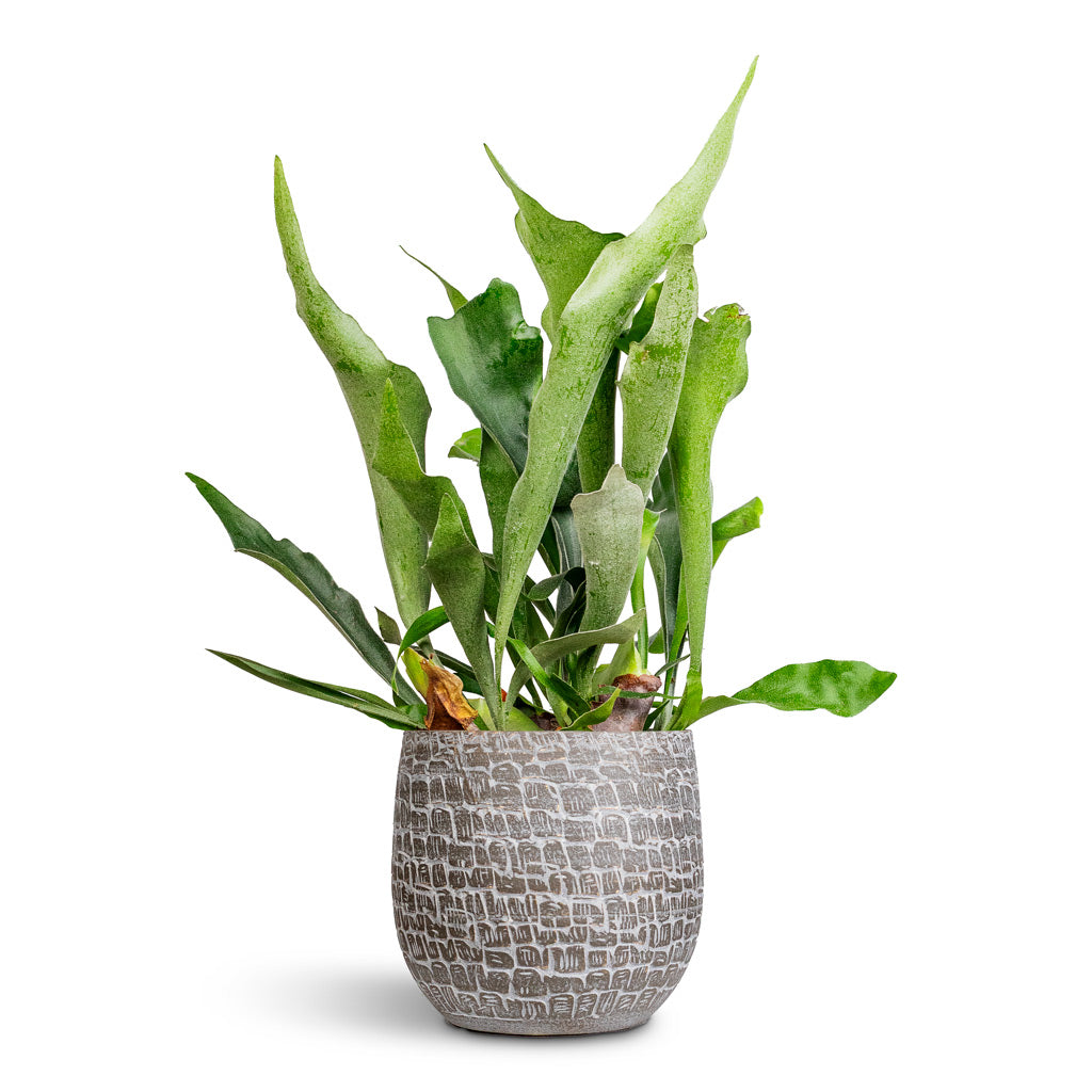 Platycerium bifurcatum Common Staghorn 17x50cm House Plant in Renzo Pot Shiny Slate 22x20cm
