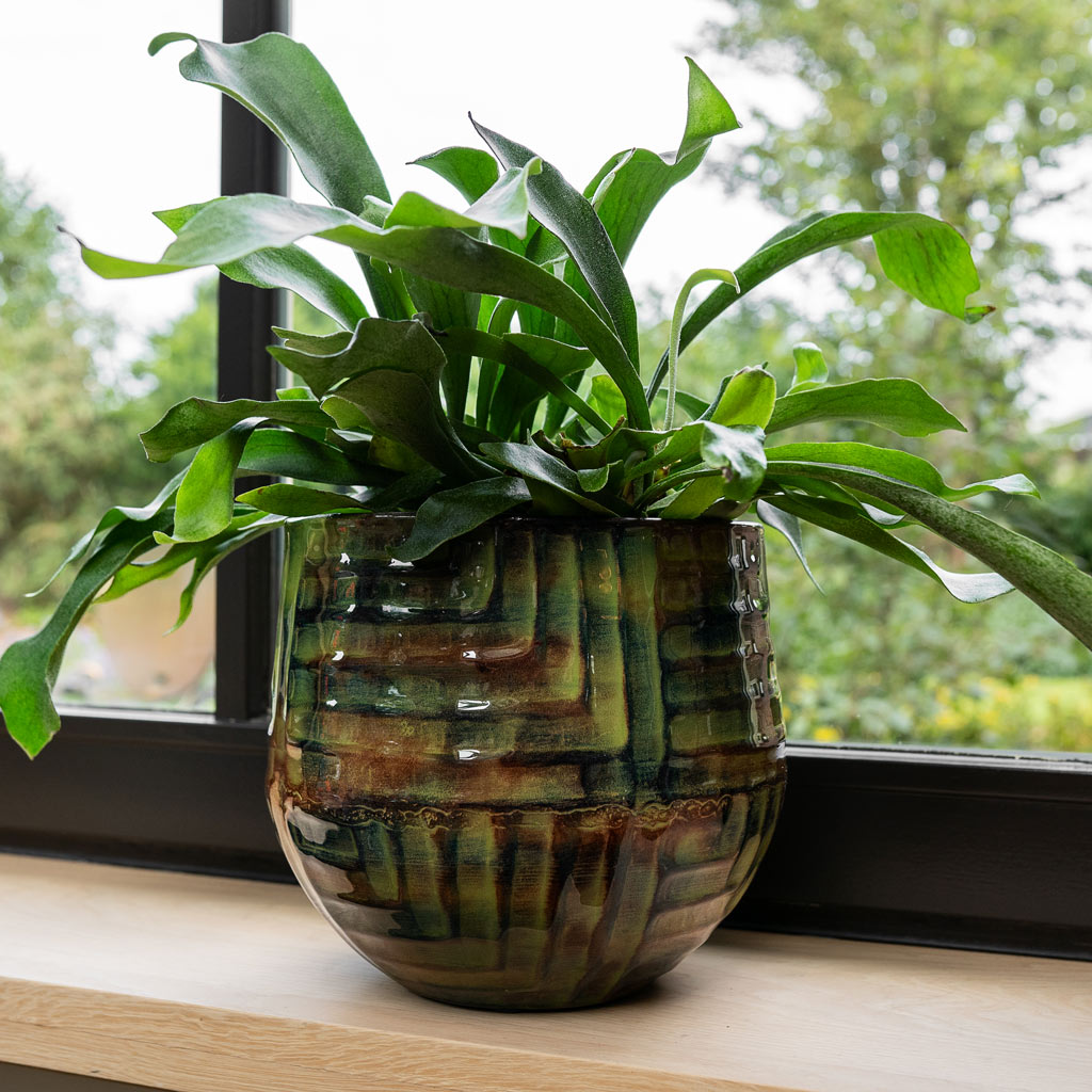 Platycerium bifurcatum Common Staghorn  Mette Metal Pot Marrakesh