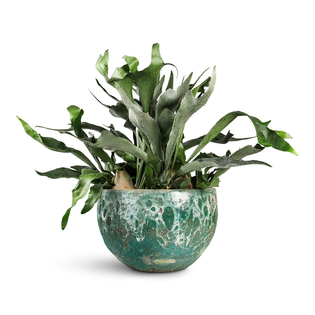 Platycerium bifurcatum Common Staghorn - 28x60cm In Lava Bowl Relic Planter Jade - 40x24cm