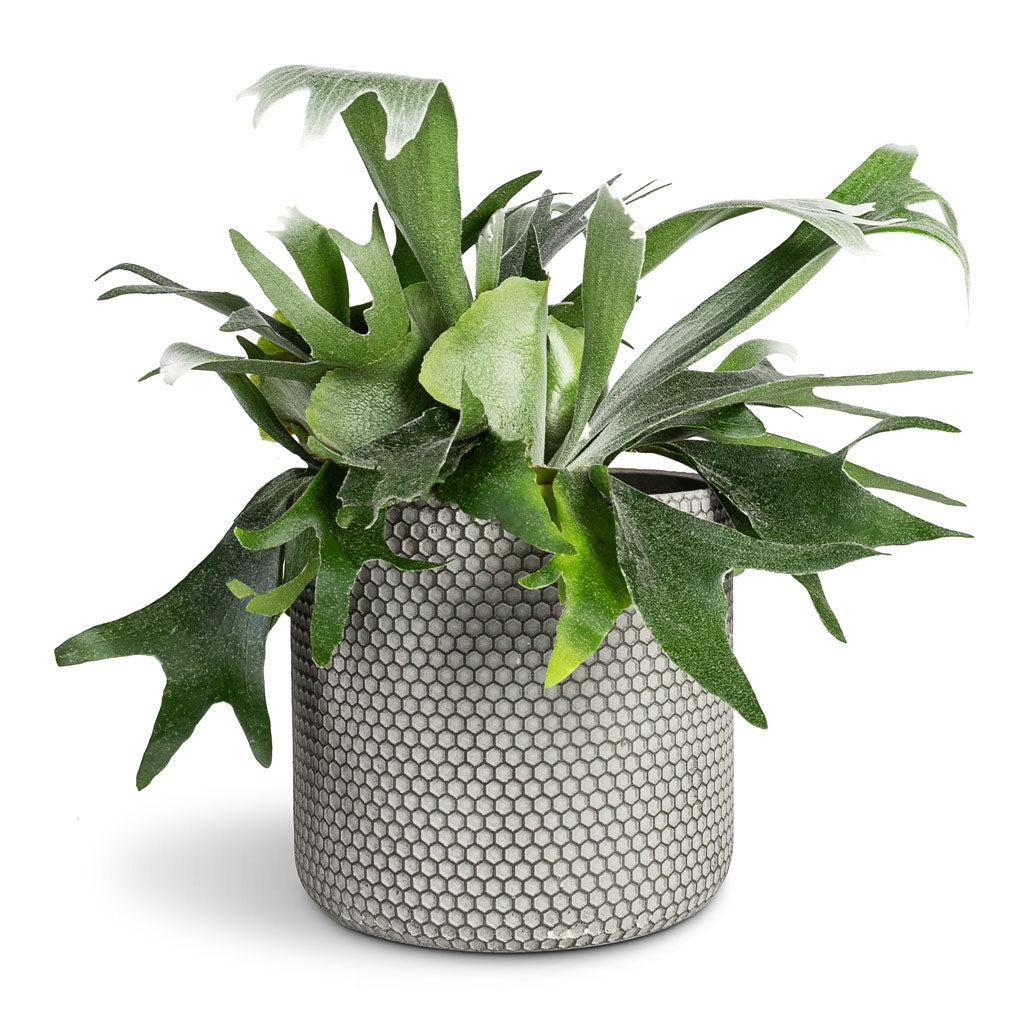 Platycerium bifurcatum Common Staghorn Fern - 17x35cm In Bernt Plant Pot Shiny Black - 21x19cm