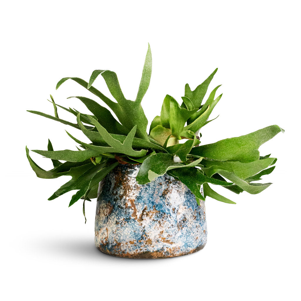 Platycerium bifurcatum Common Staghorn Houseplant 17x35cm Masha Plant Pot Kobalt 22x17cm