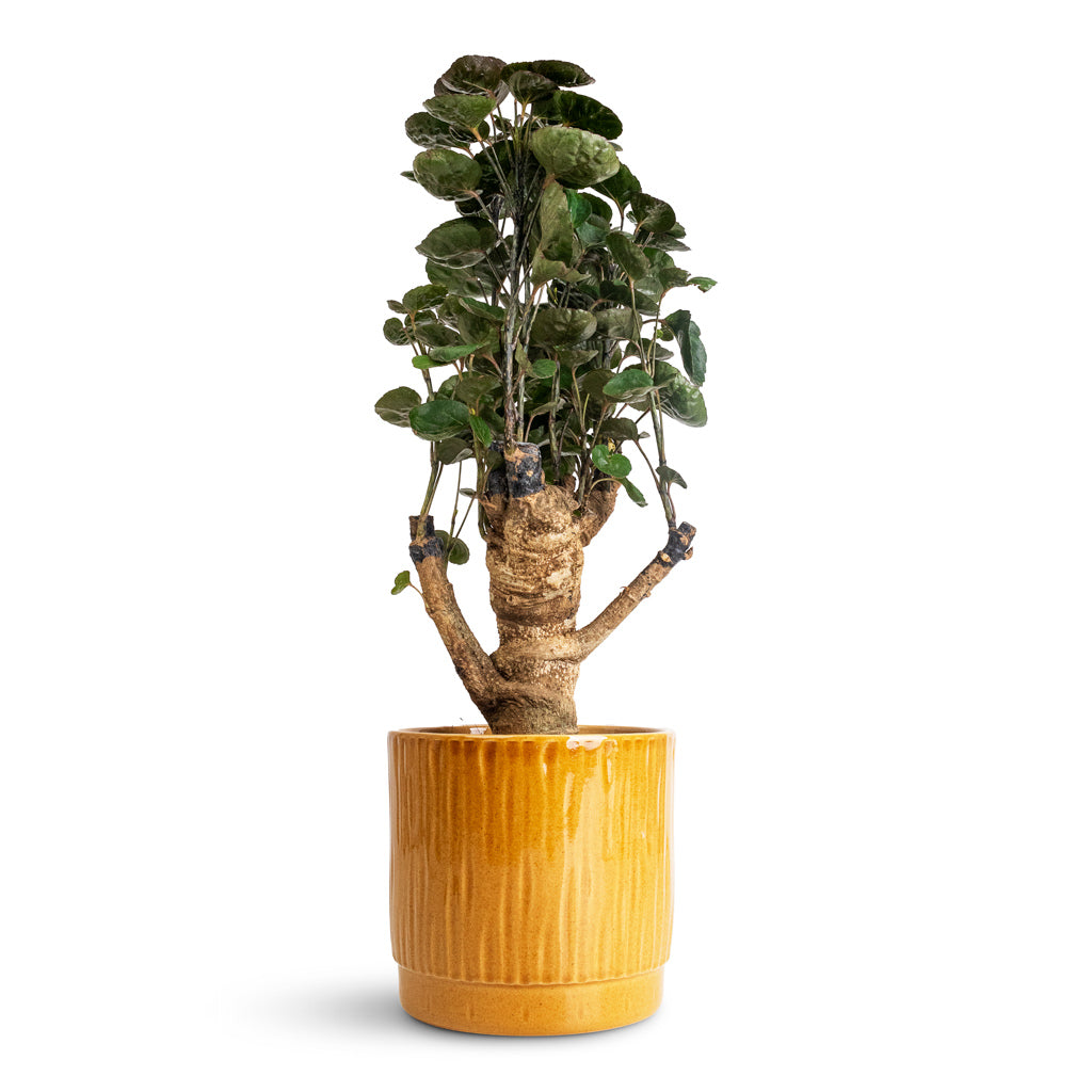 Polyscias Fabian Aralia - 12x40cm In Stella Pot Mustard - 16x14cm