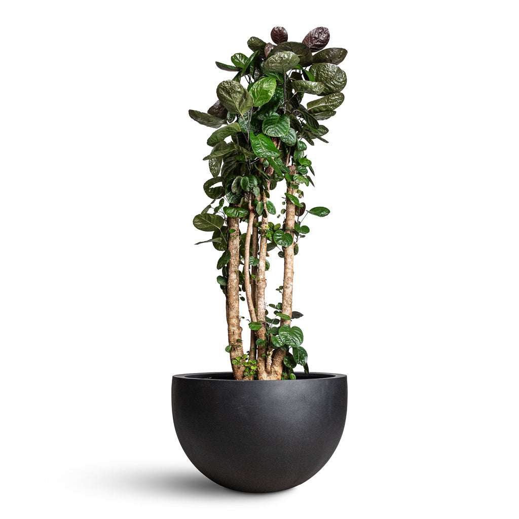 Bowl Natural Planter - Black 60cm
