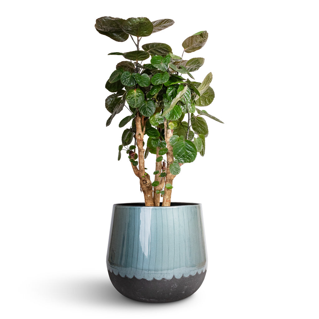 Polyscias Fabian - Aralia Fabian & Ninthe Metal Plant Pot - Metallic Petrol