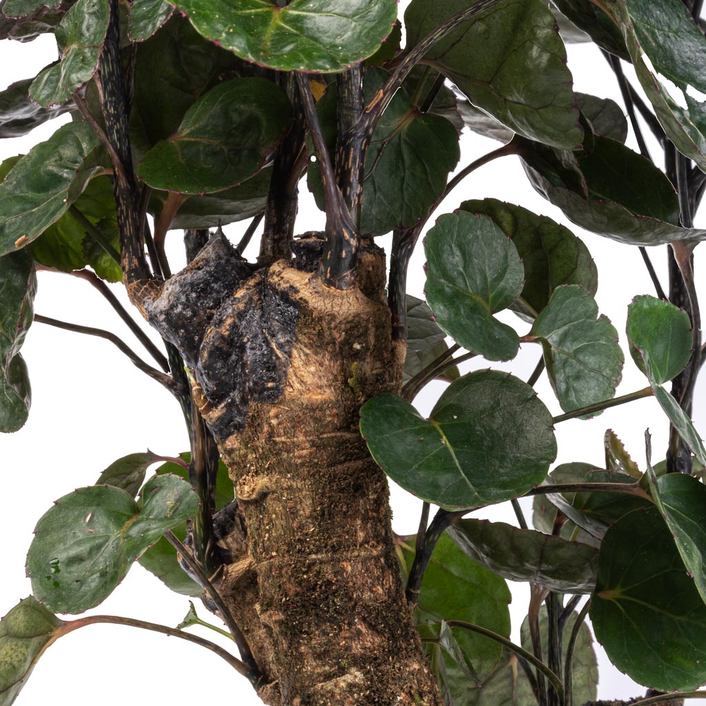 Polyscias Fabian Aralia In Bowl Natural Planter Black