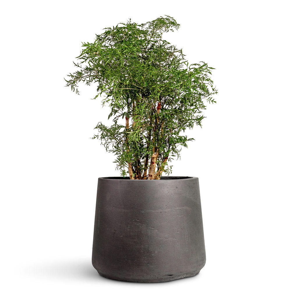 Polyscias Ming Aralia Ming 19x60cm In Patt Plant Pot Black Washed - 34x29cm