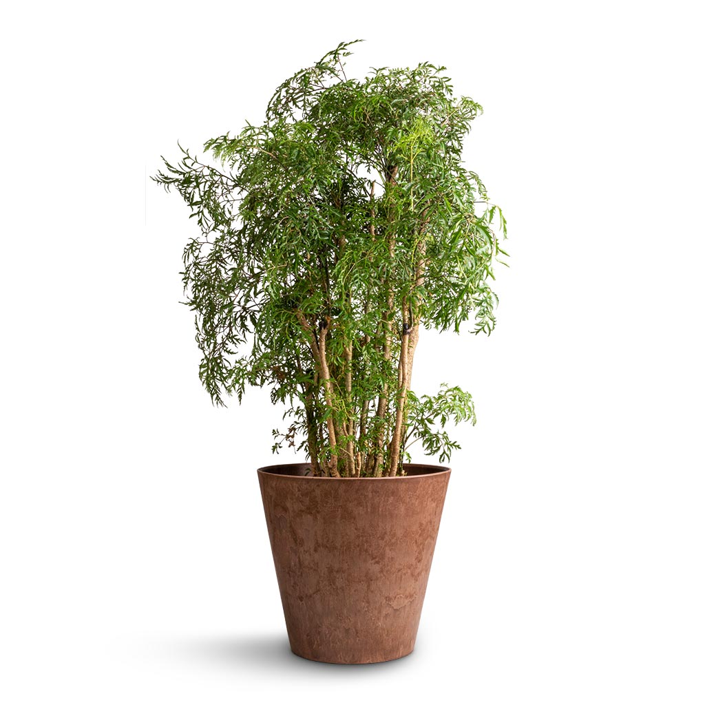 Polyscias Ming - Aralia Ming &amp; Claire Artstone Plant Pot - Oak