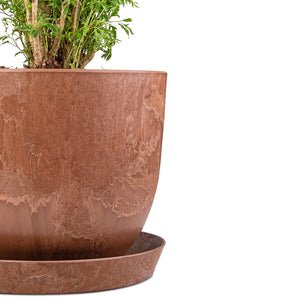 Polyscias Ming - Aralia Ming, Bola Artstone Plant Pot - Oak & Claire Artstone Plant Pot Saucer - Oak Close Up