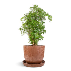 Polyscias Ming - Aralia Ming, Bola Artstone Plant Pot - Oak & Claire Artstone Plant Pot Saucer - Oak
