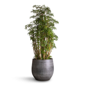Polyscias Ming - Aralia Ming & Esra Plant Pot - Mystic Grey