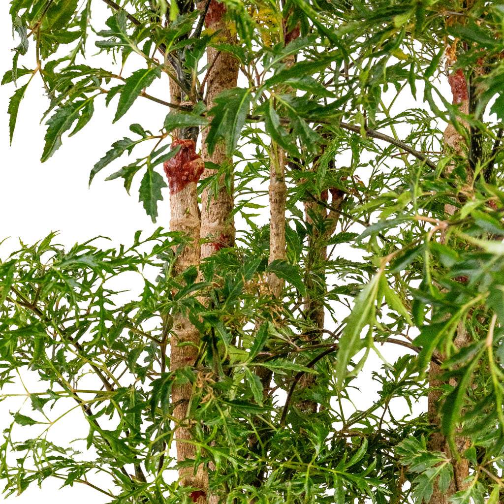 Polyscias Ming Aralia Ming Close Up Detail