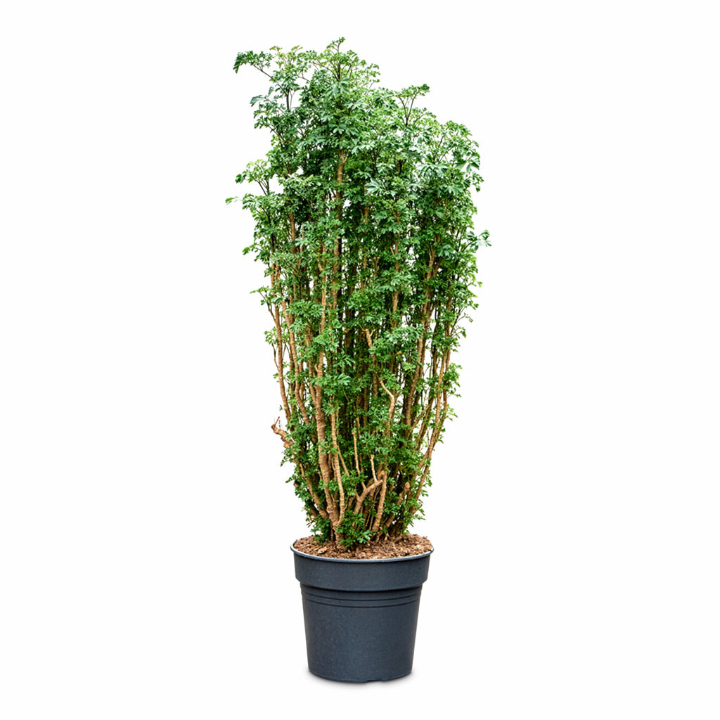 polyscias indoor plants Polyscias Roble - Aralia Roble - Quality Indoor Plants | Hortology