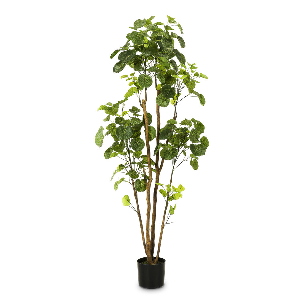 Polyscias Roble Tree Potted Artificial 135cm