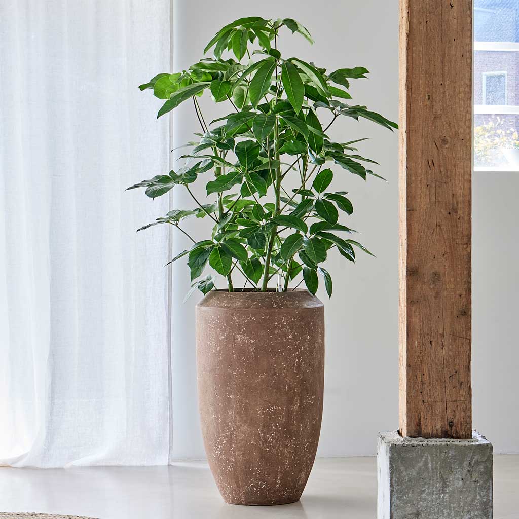 Polystone Coated Plain Coppa Planter - Rock With Houseplants