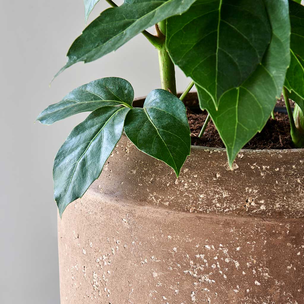 Polystone Coated Plain Coppa Planter - Rock Close Up