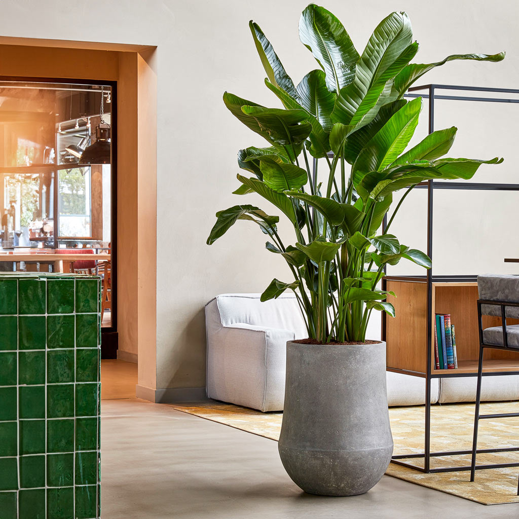 Polystone Coated Darcy Planter - Raw Grey & Strelitzia