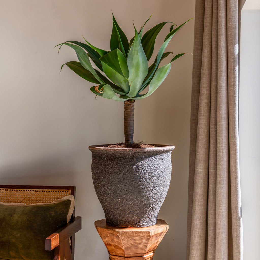 Poseidon Mediterranean Planter In Umber Brown 