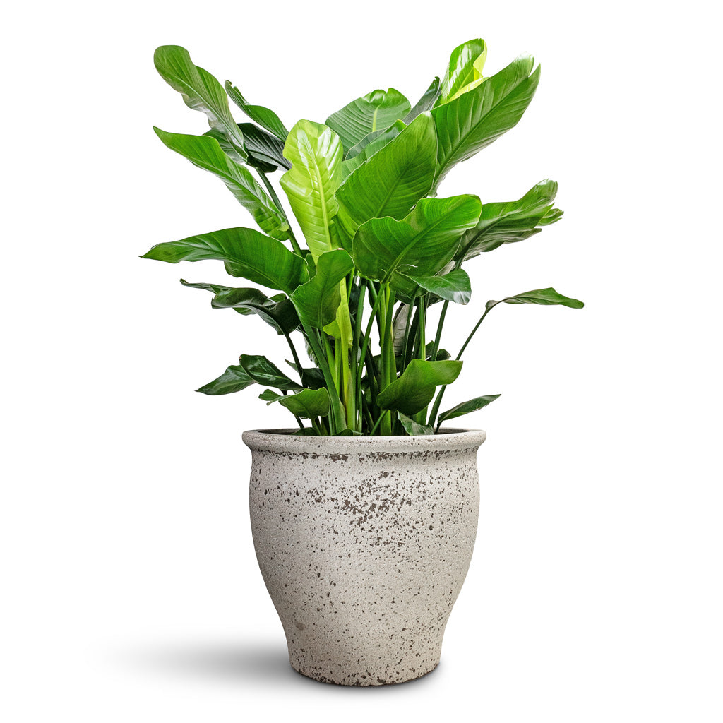 Poseidon Mediterranean Planter - Chalk White