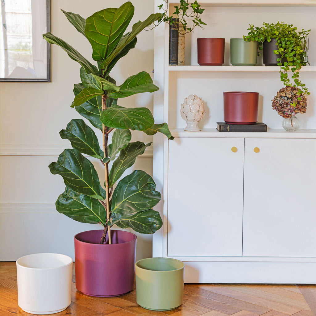 Ficus lyrata In Prague Plant Pot Rose