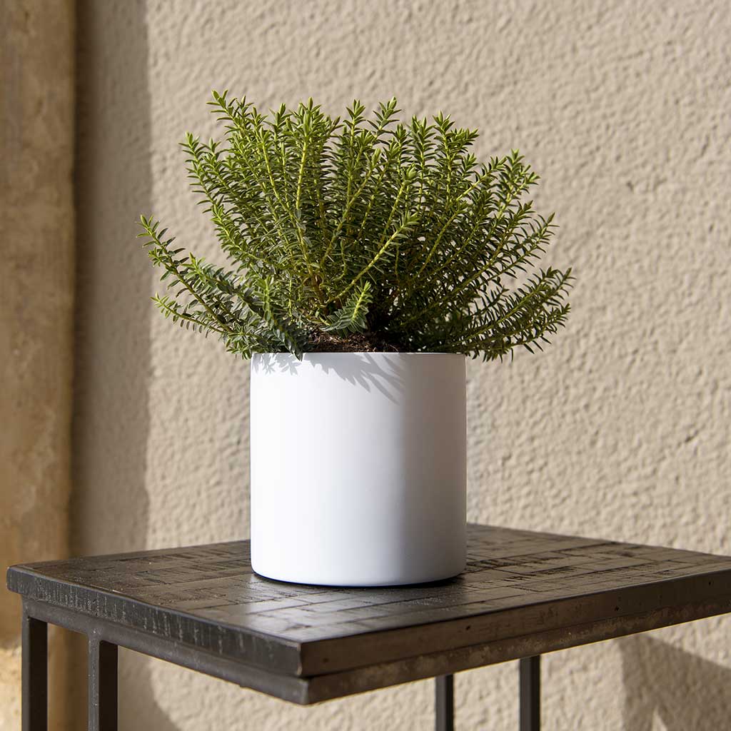Puk Planter Matt White - Medium