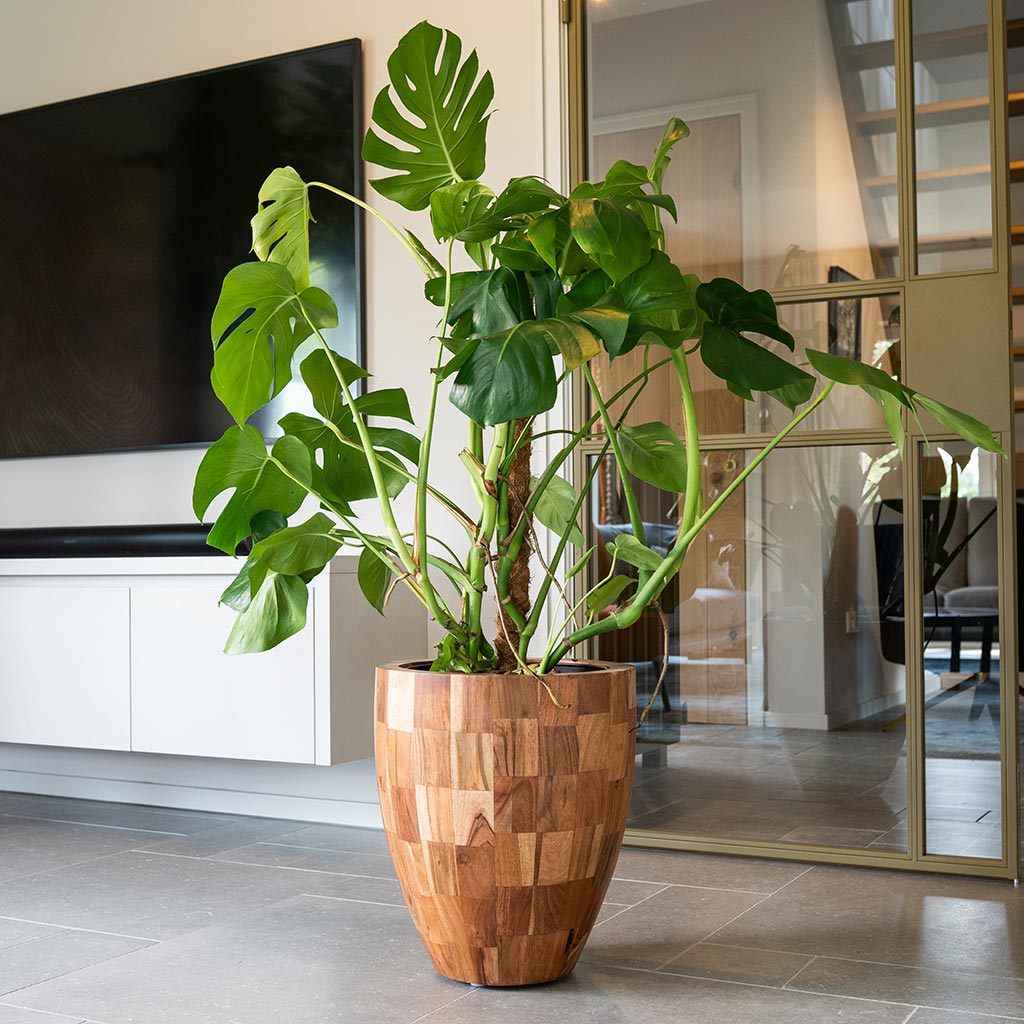 Quinn Planter - Natural & Monstera Indoor Plant