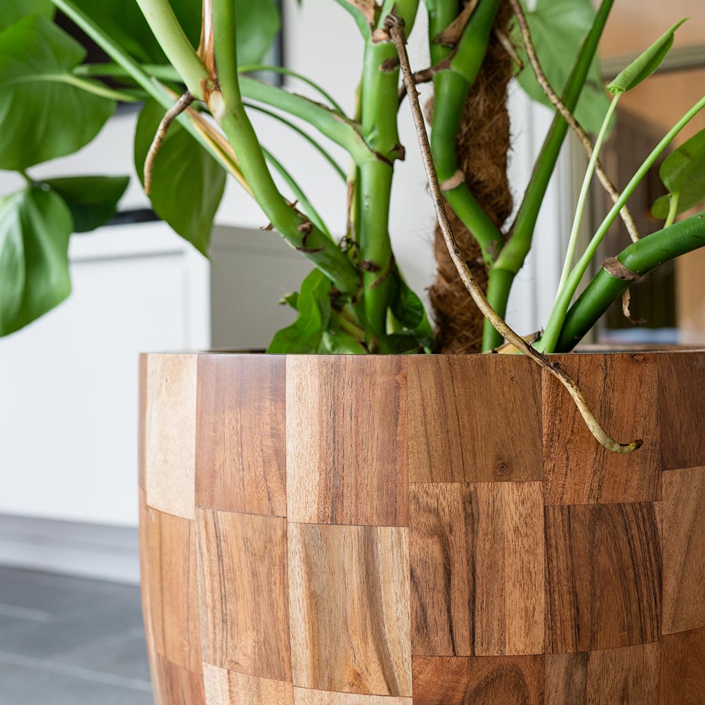 Quinn Planter - Natural & Monstera Close Up