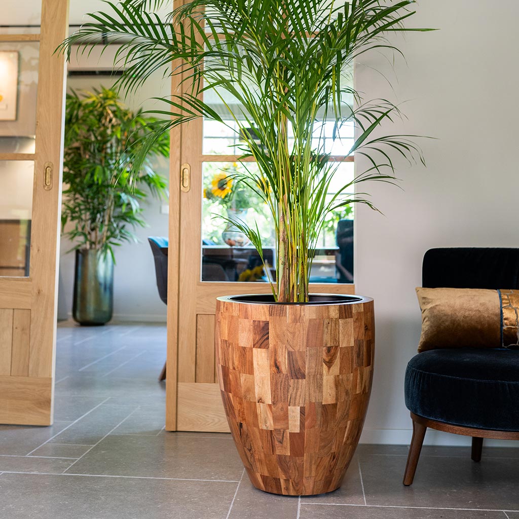 Quinn Planter - Natural & Palm Indoor Plant