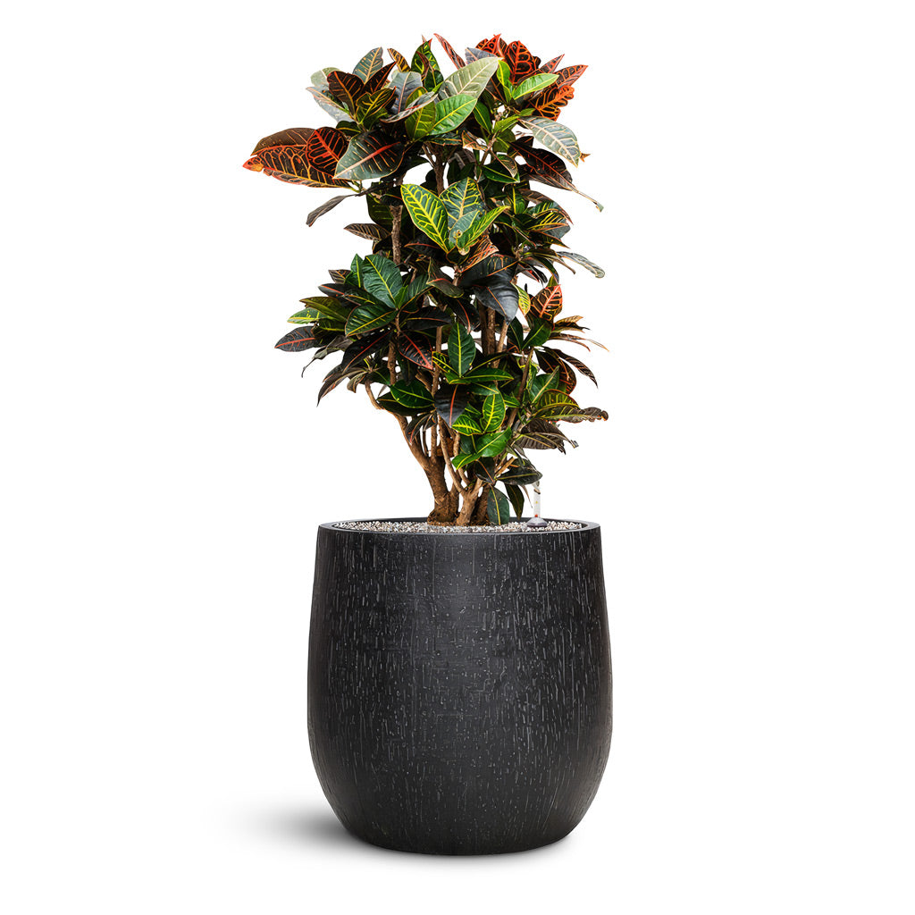 Raindrop Couple Balloon Planter - Large Plant Display
